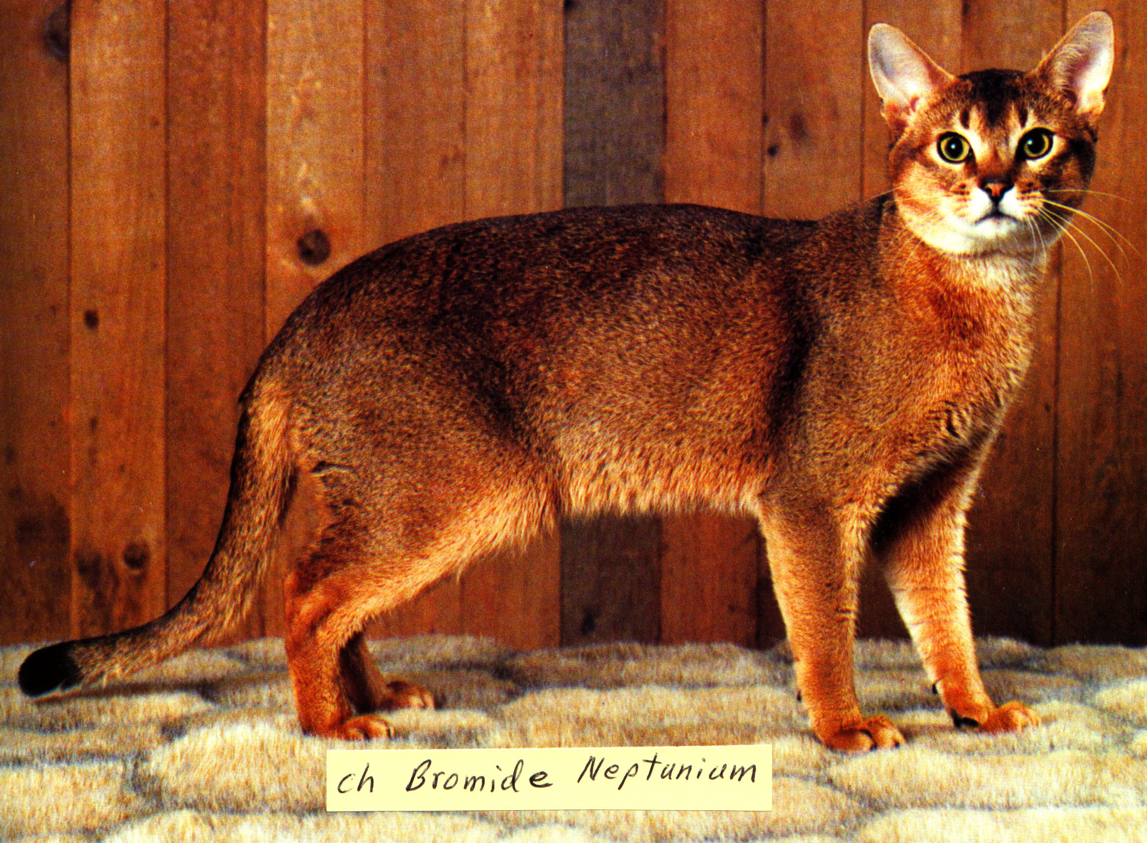 Red cheap abyssinian cat